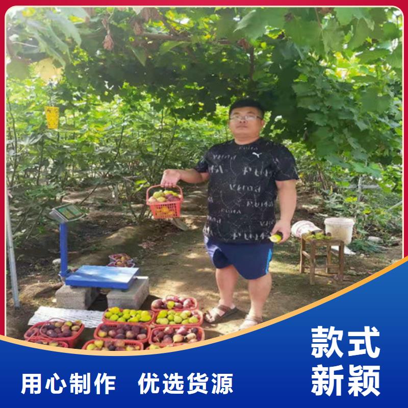 ​无花果草莓苗不只是质量好厂家