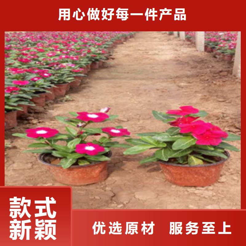 ​时令草花时令花卉/绿化草花价格产品优势特点诚信经营现货现发