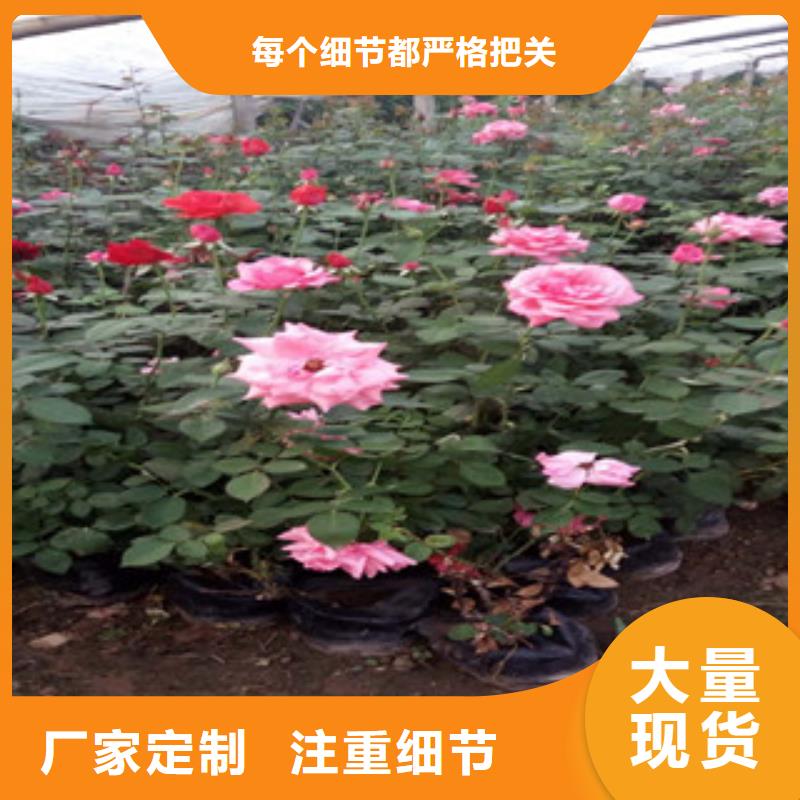 时令草花鲁冰花/粉黛乱子草品质好才是硬道理今日价格