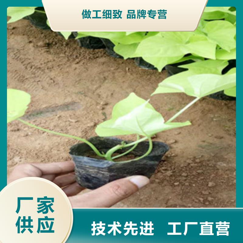 时令草花时令花卉/绿化草花价格价格公道合理同城制造商