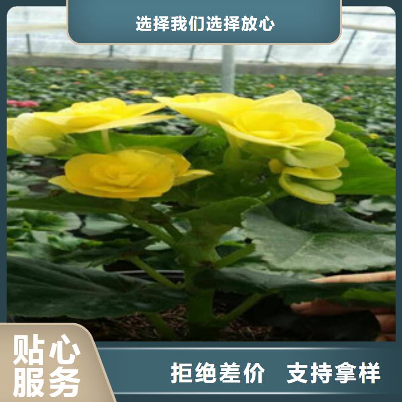 时令草花时令花卉/绿化草花价格匠心工艺本地品牌