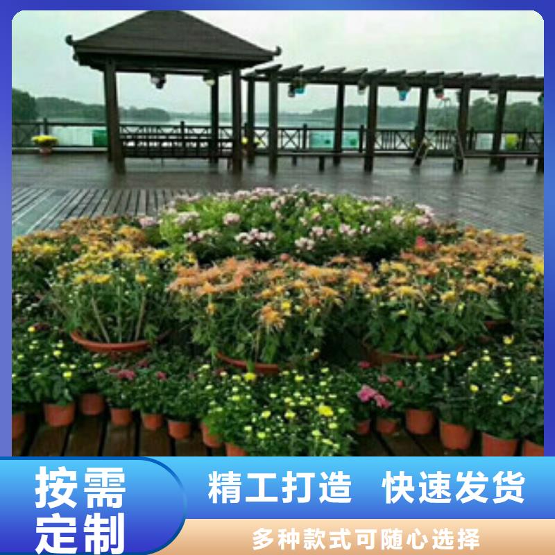 【时令草花,花海景观工程打造好品质】本地服务商