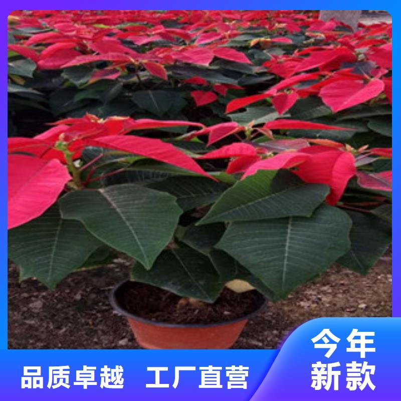 【时令草花】时令花卉/绿化草花价格产地直供当地生产厂家