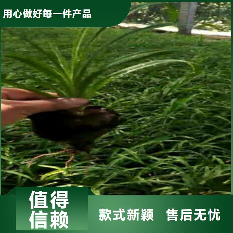 【时令草花鲁冰花/粉黛乱子草可定制】价格实惠工厂直供