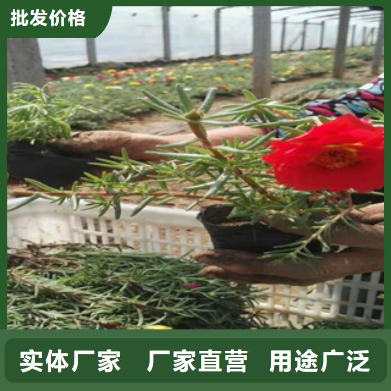 【宿根花卉花海景观工程产地厂家直销】大量现货