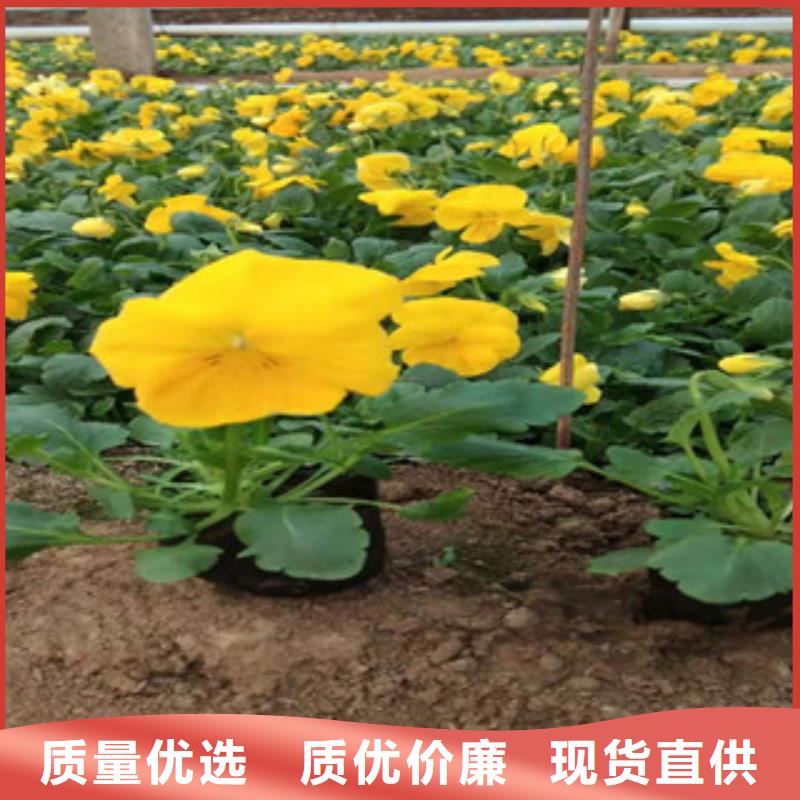 【宿根花卉耐寒耐旱草花基地厂家货源】细节之处更加用心