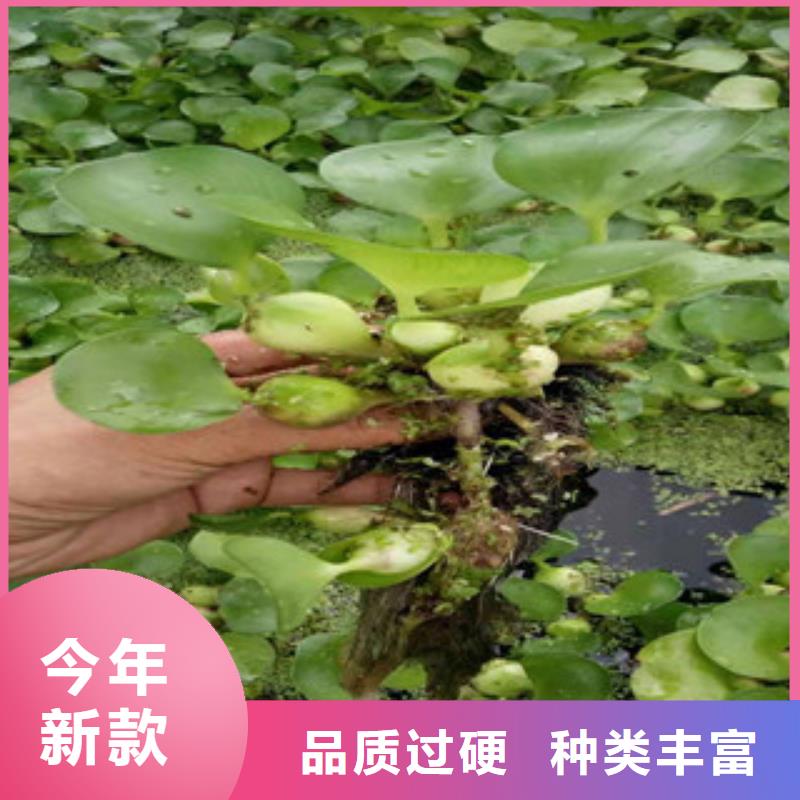 宿根花卉水生植物/荷花睡莲为您精心挑选好产品价格低