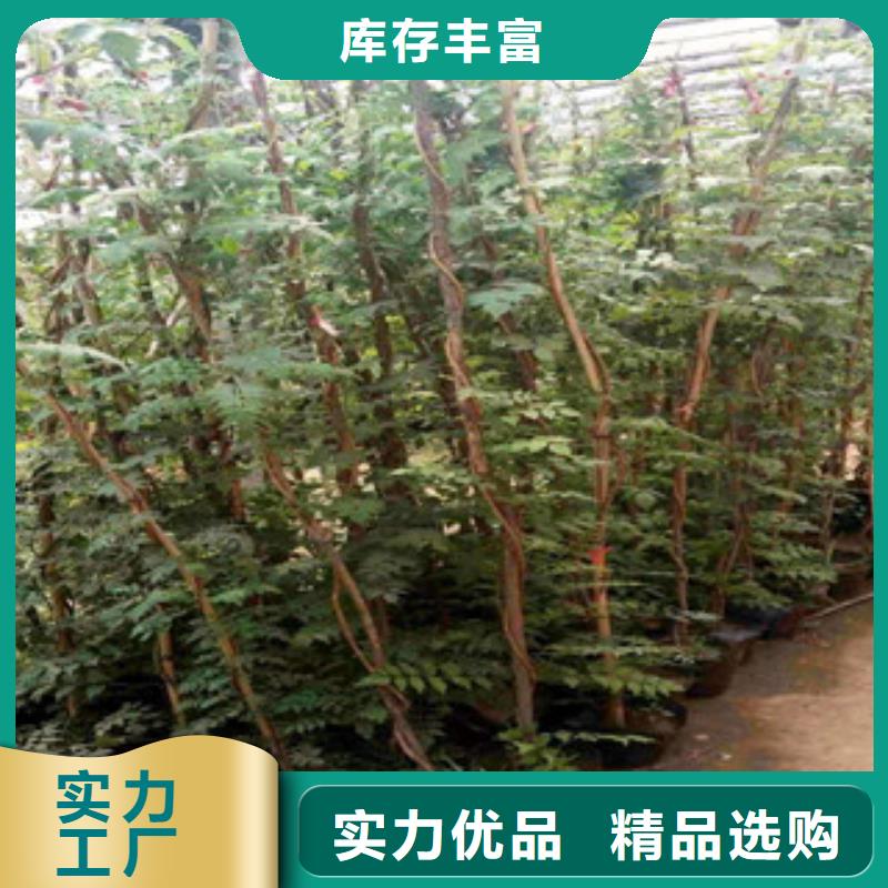 宿根花卉花海景观工程采购无忧精工细致打造