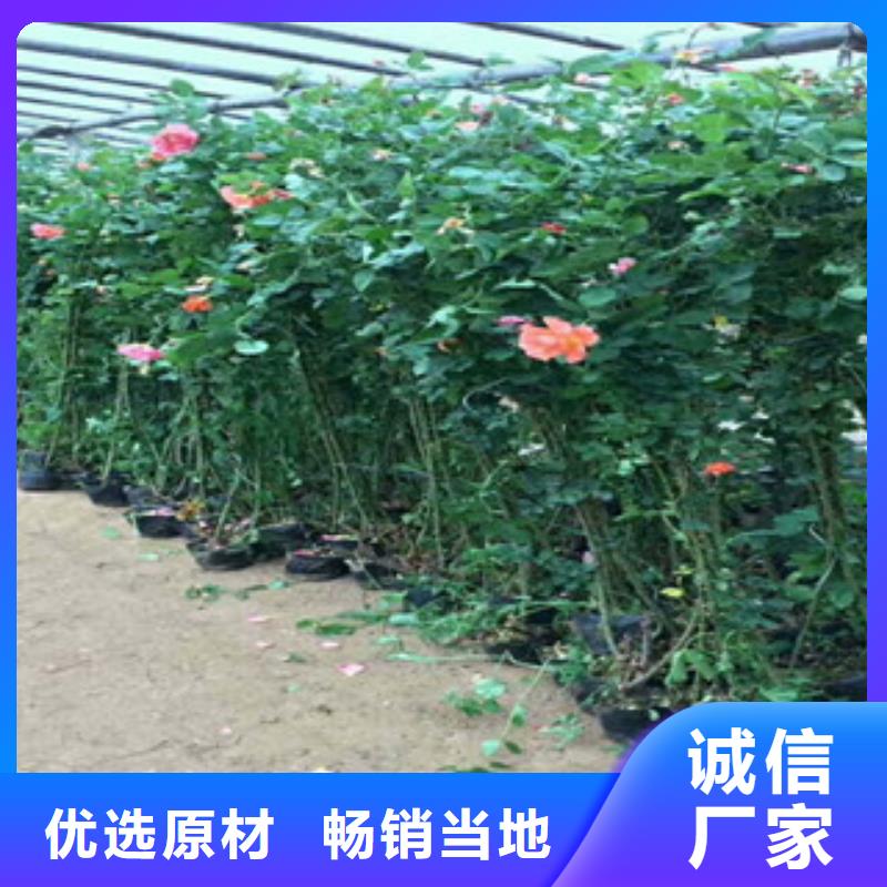 花海景观水生植物/荷花睡莲选择我们选择放心畅销当地