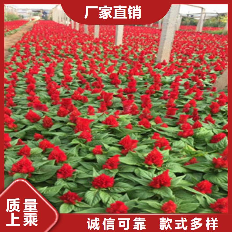 花海景观【鲁冰花/粉黛乱子草】满足客户所需质量为本