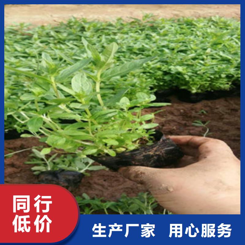 【花海景观】观赏草/蒲苇狼尾草长期供应附近服务商