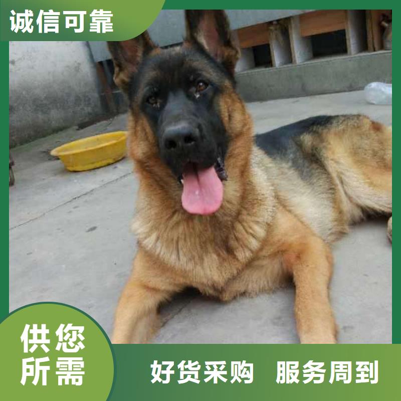 德国牧羊犬,罗威纳犬保质保量价格公道合理