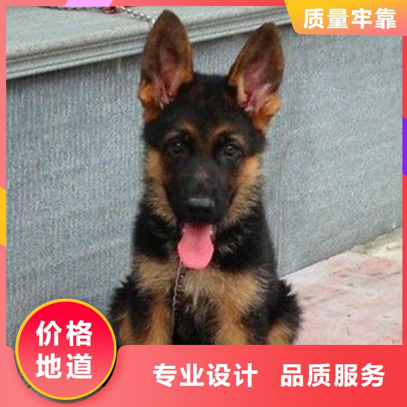 德国牧羊犬,【德牧犬】就近发货快速生产