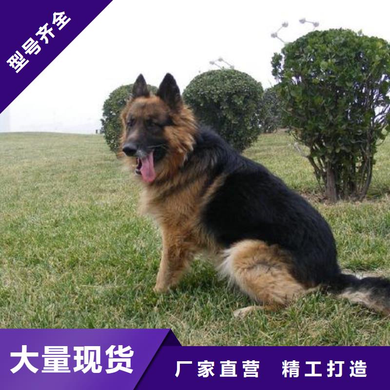 德国牧羊犬-比特犬精选货源的简单介绍