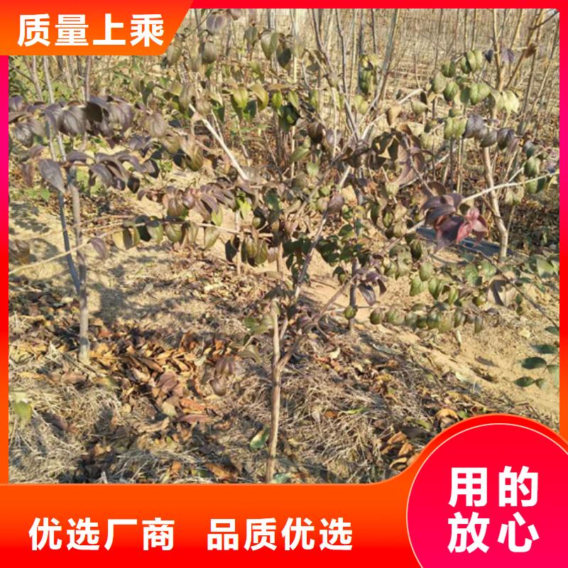杈杷果苹果苗实力优品为您提供一站式采购服务