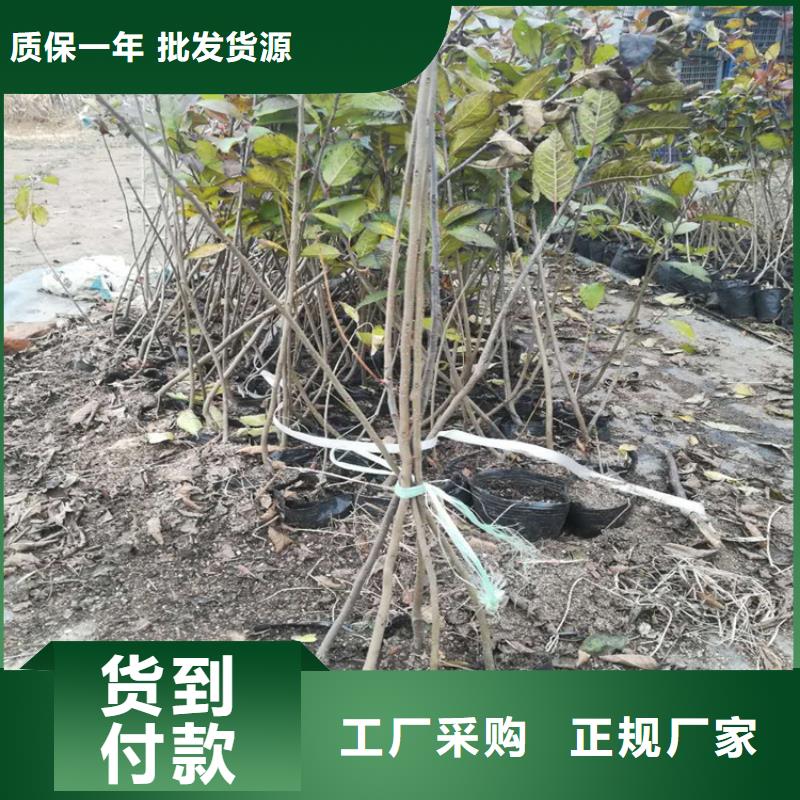 北美冬青桃树苗现货支持货到付清