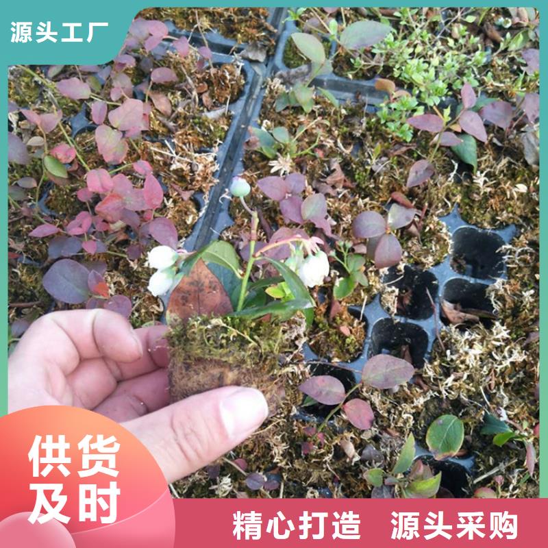 蓝莓苗_红颜草莓用的放心本地厂家