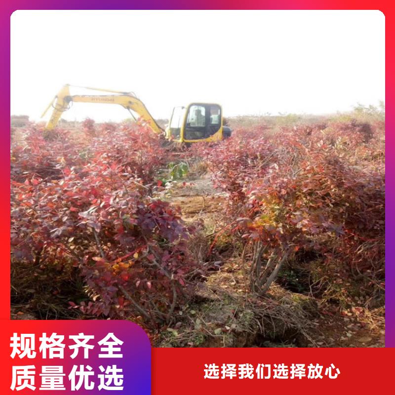 蓝莓苗无花果苗选择我们没错当地生产商