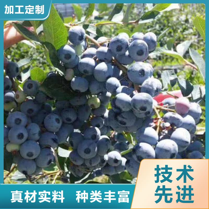 蓝莓苗西瓜番石榴苗真材实料加工定制当地公司