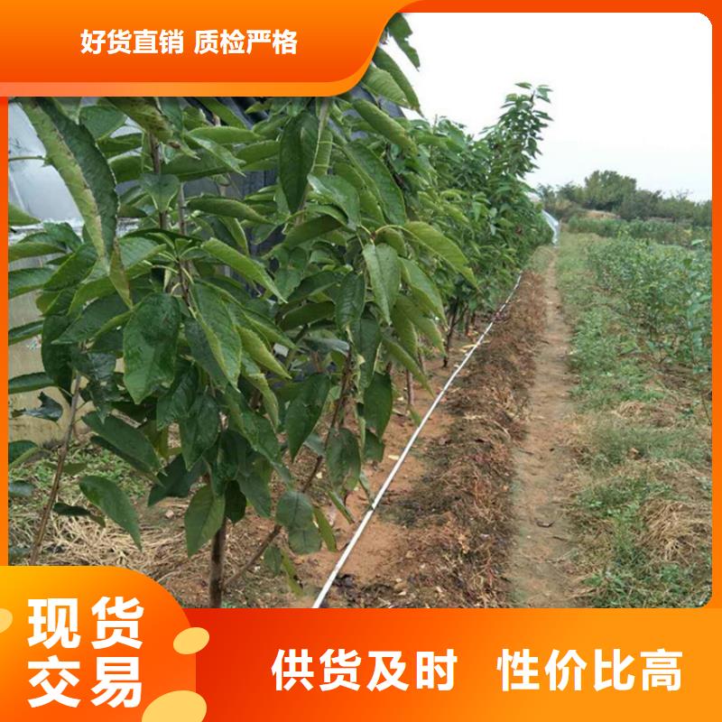 【樱桃,樱桃苗从厂家买售后有保障】批发货源