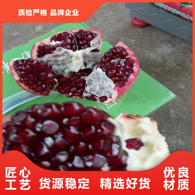 石榴黄瓜苗产品细节参数本地货源