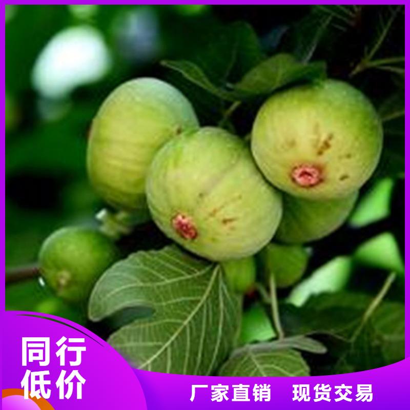 【无花果】板栗苗源厂供货产地批发