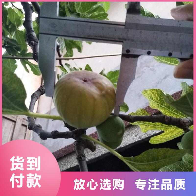 【无花果樱桃苗品质优良】附近货源