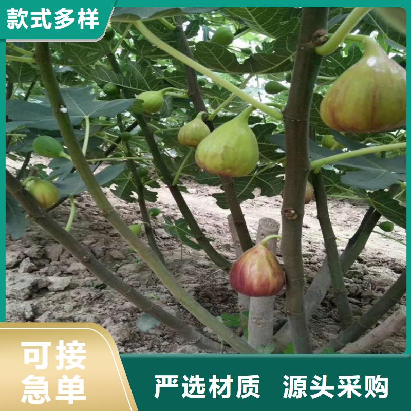 无花果-红石榴苗基地放心购出货快