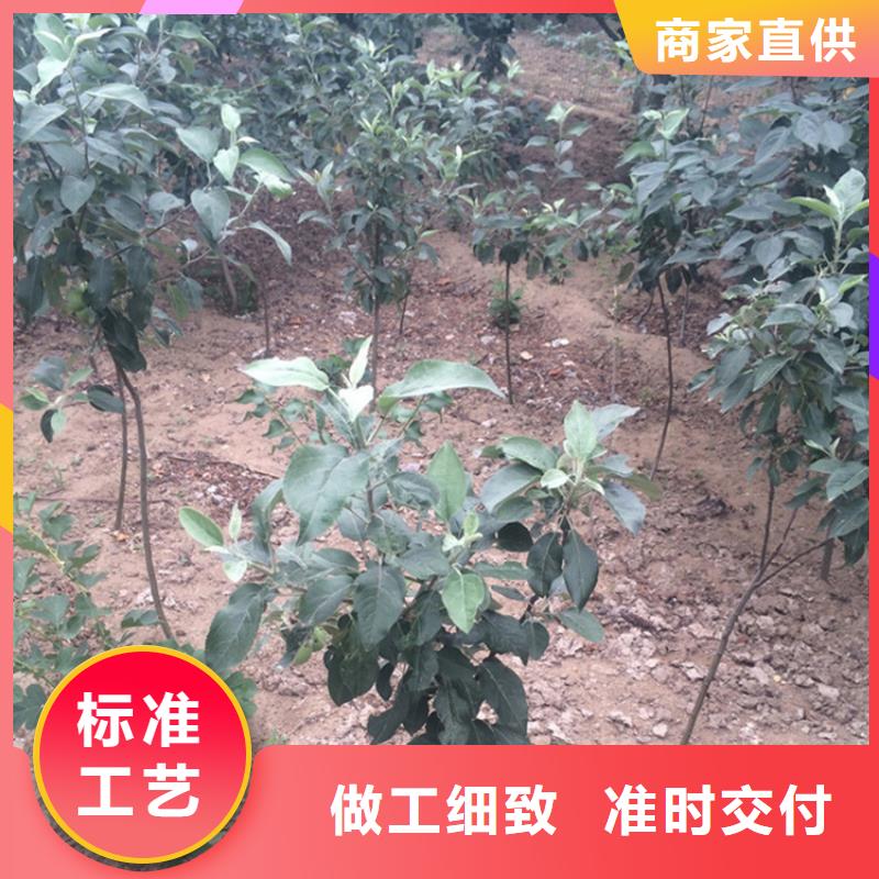 苹果红石榴苗基地生产厂家价格合理