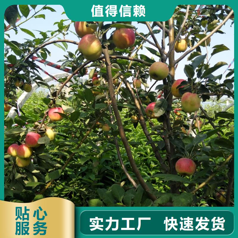 苹果苹果苗多种工艺当地供应商