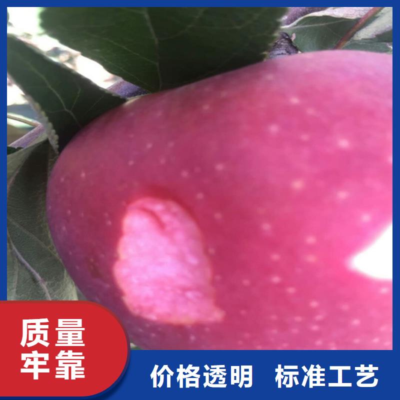 苹果【无花果苗】N年专注厂家规格全