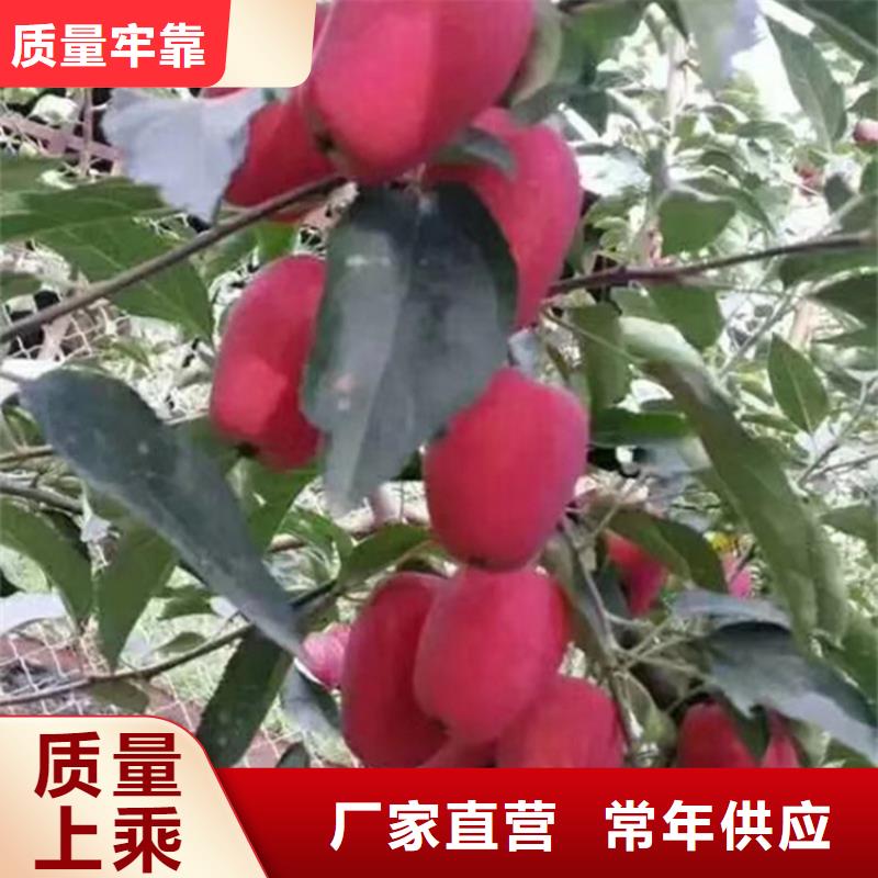 【苹果】杏树苗快捷物流大品牌值得信赖