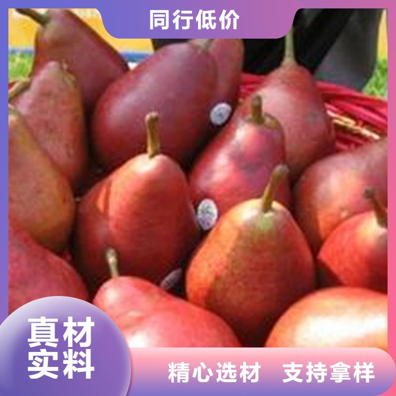 梨树-石榴树支持加工定制真正的源头厂家