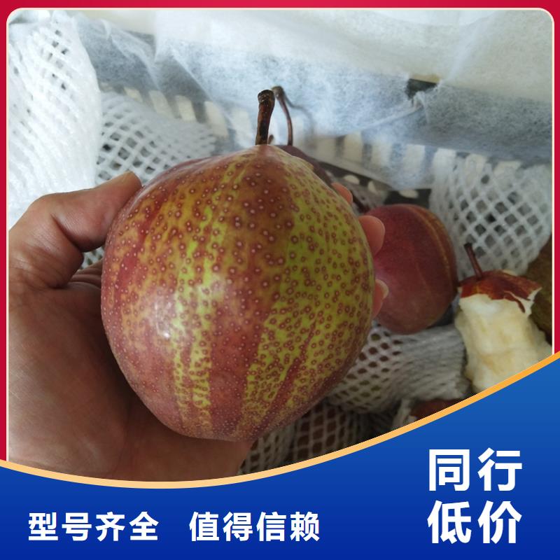 梨树苹果苗来图来样定制厂家品控严格