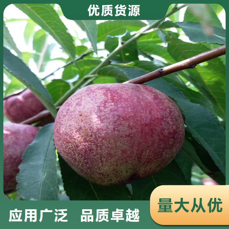 桃_苹果苗厂家批发价用途广泛