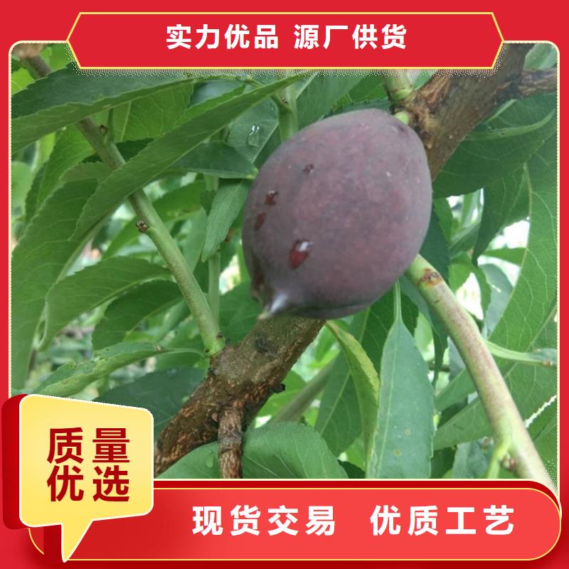 桃苹果苗敢与同行比价格当地品牌