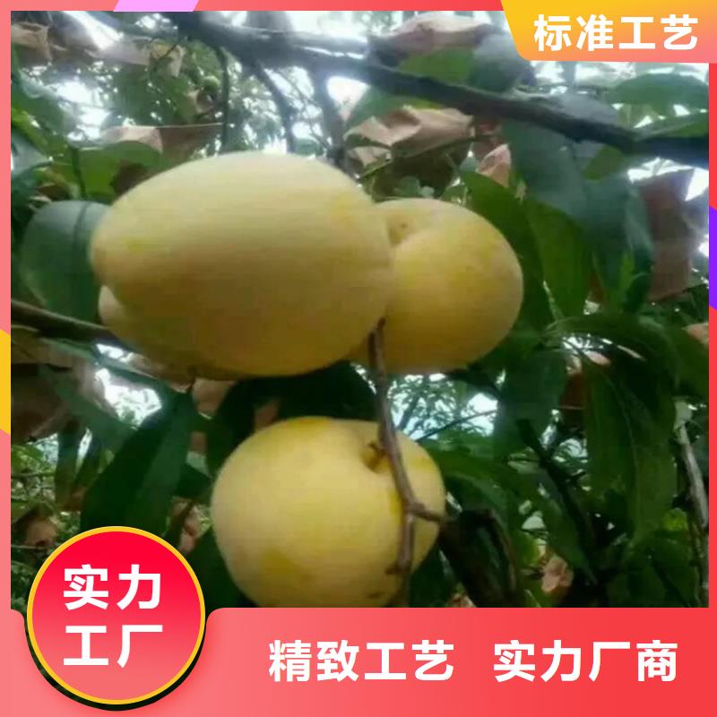 李子红石榴苗基地实拍品质保障产品细节参数