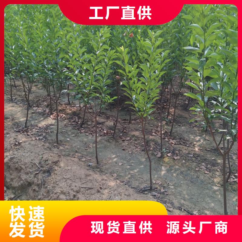 李子桃树苗质量看得见厂家货源