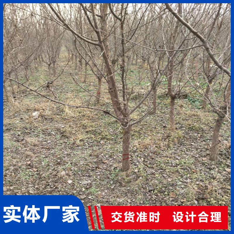李子樱桃苗买的放心本地服务商