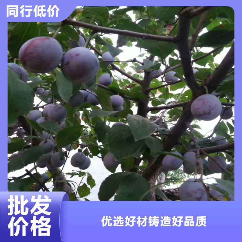 李子梨树苗厂家现货批发厂家拥有先进的设备