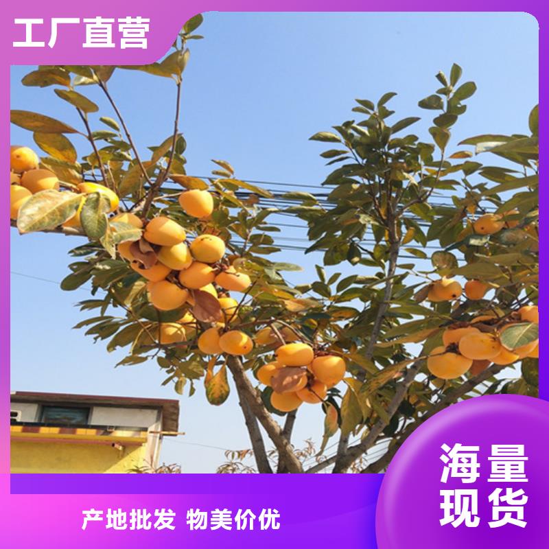 柿子板栗苗种类多质量好厂家采购