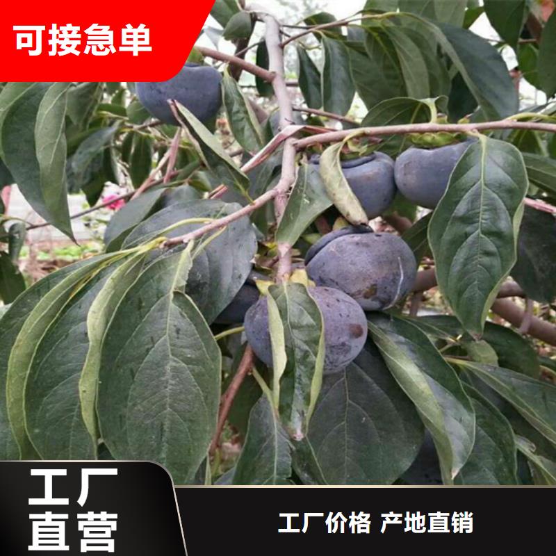 【柿子】,梨树苗品质之选本地厂家