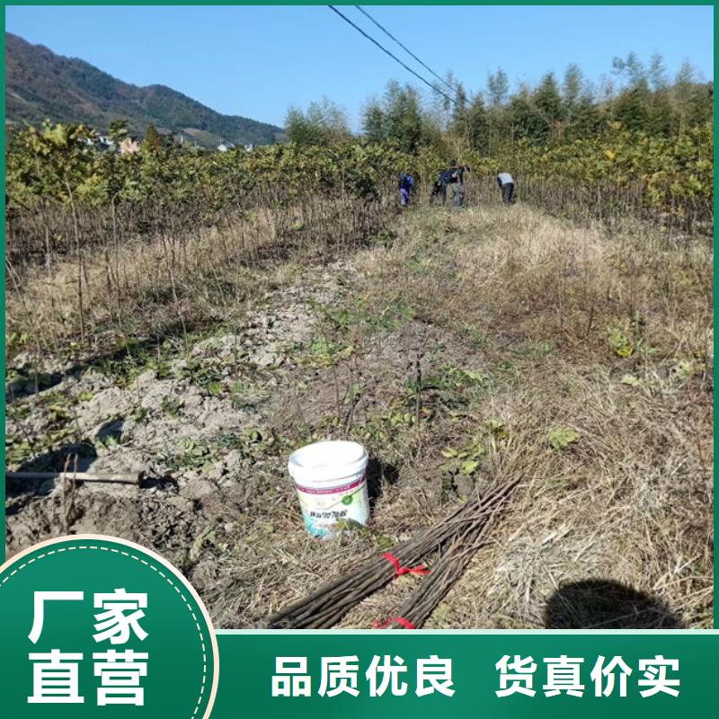 碧根果苹果苗量大更优惠当地厂家