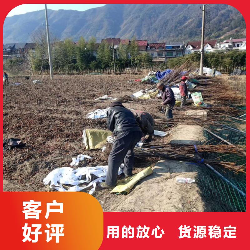 碧根果苹果苗讲信誉保质量用途广泛