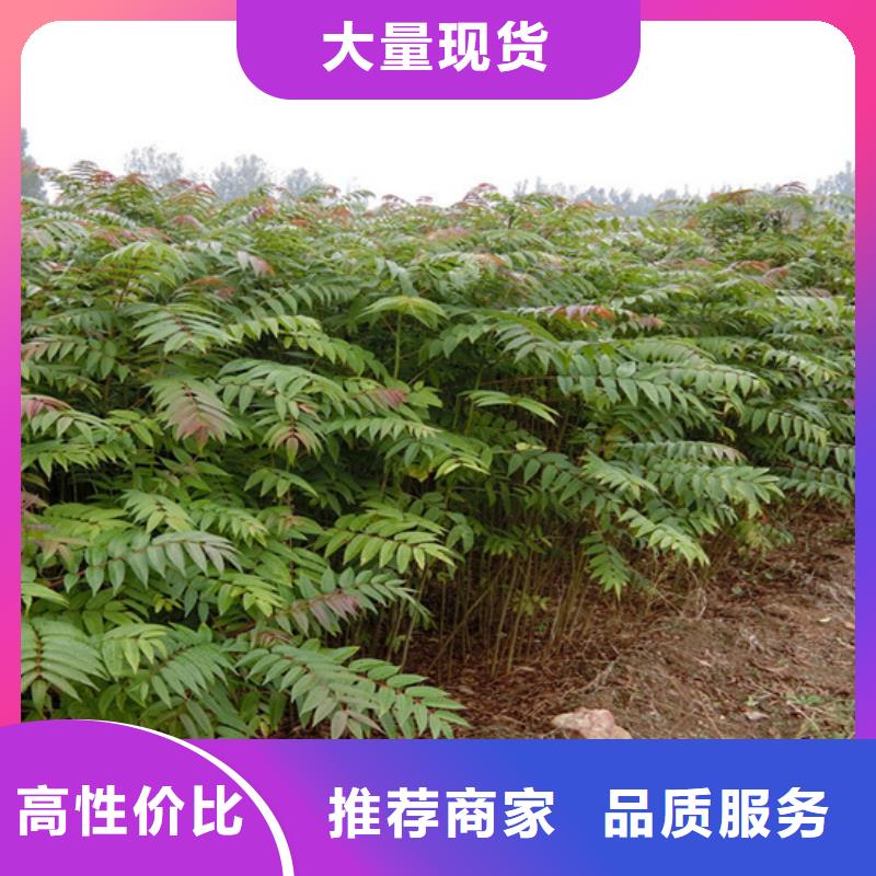香椿_石榴树选择我们选择放心售后服务完善