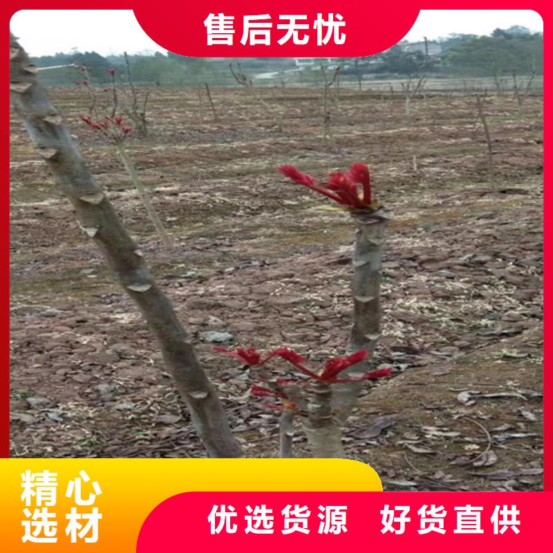 【香椿】-梨树苗真材实料本地生产商