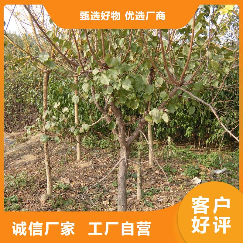 杏桃树苗生产型质量不佳尽管来找我