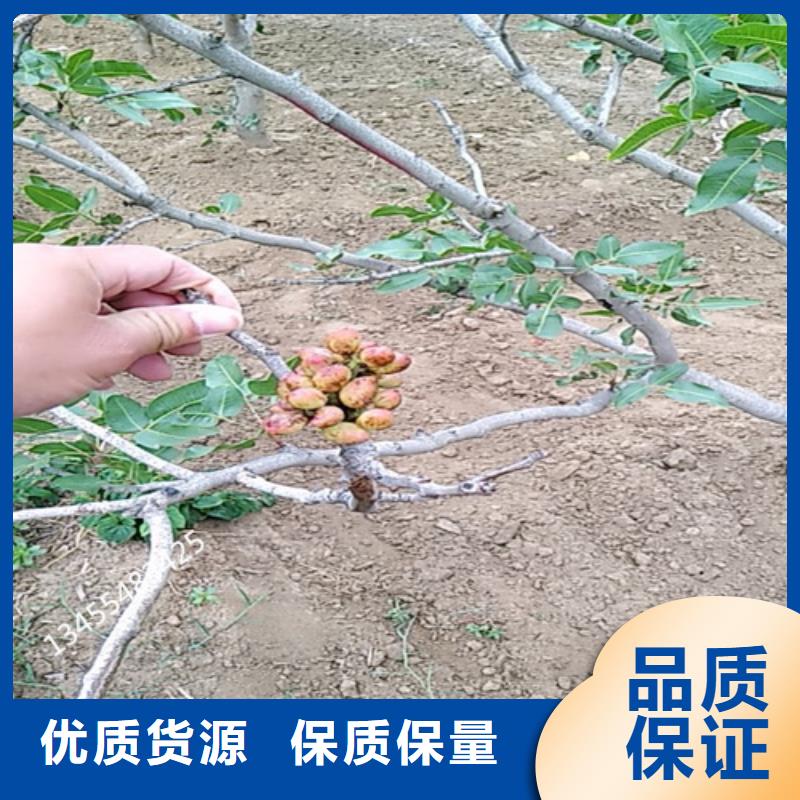 开心果苹果苗讲信誉保质量产品实拍
