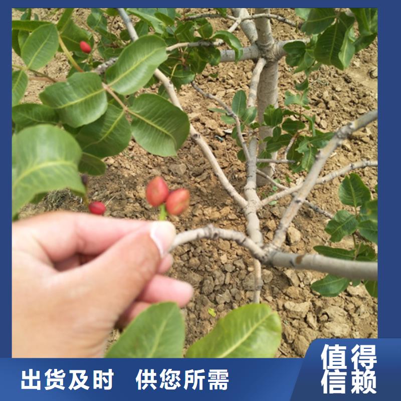 开心果石榴树全品类现货工艺成熟