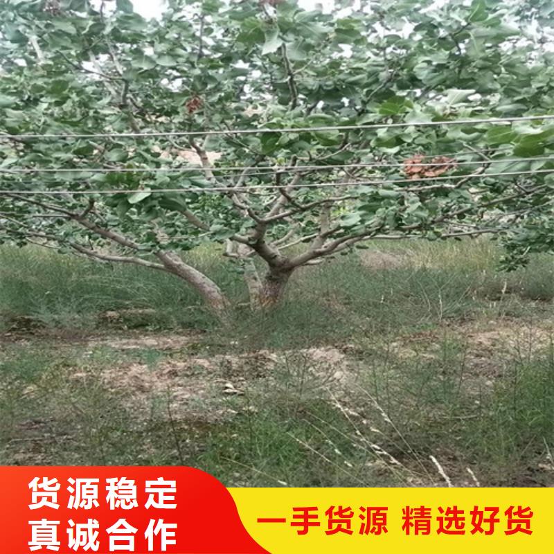 开心果3公分石榴苗低价货源追求品质